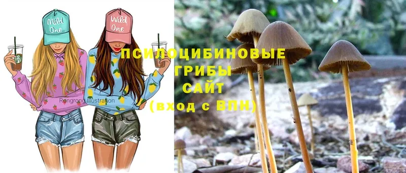 гидра вход  Нахабино  Галлюциногенные грибы MAGIC MUSHROOMS 